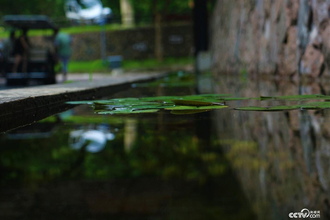莫干山小鎮(zhèn)民宿一角水池。（央視網(wǎng) 記者何川攝）
