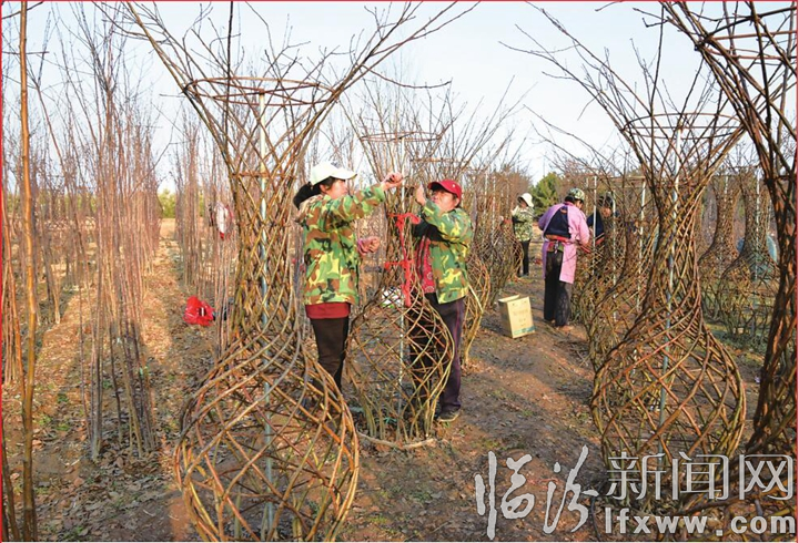 襄汾:為苗木銷售旺季做準(zhǔn)備