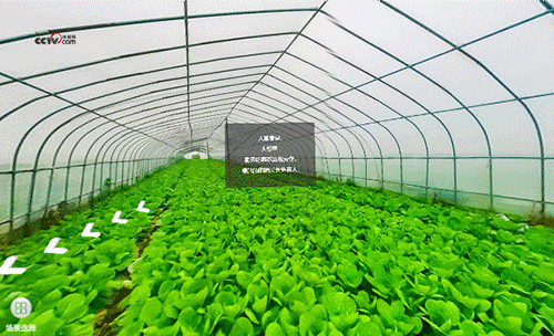 勤勞的菜農(nóng)正在勞作，綠油油的蔬菜長(zhǎng)勢(shì)喜人。