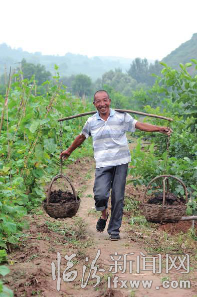 農(nóng)民把生態(tài)肥運往菜園。 