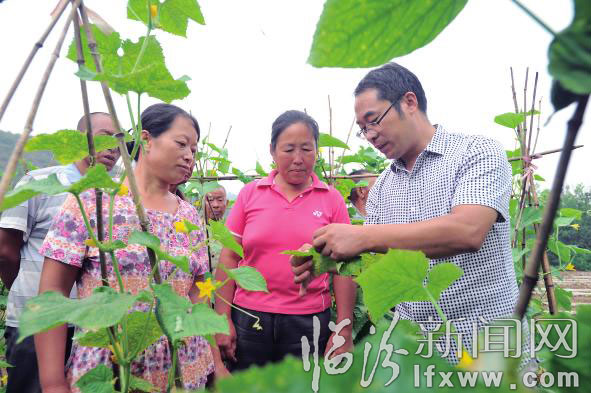 農(nóng)業(yè)技術(shù)人員給菜農(nóng)講解蔬菜的病蟲防治。 