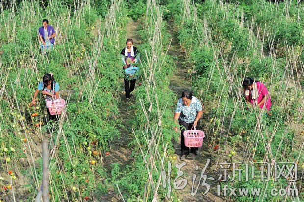 菜農(nóng)在采摘。 