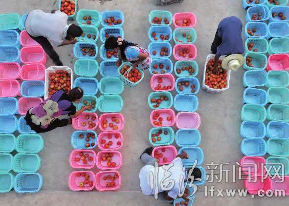 菜農(nóng)分裝蔬菜。
