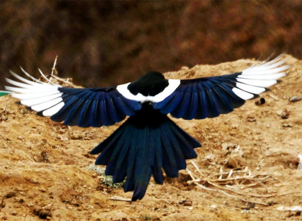 又見喜鵲報佳音