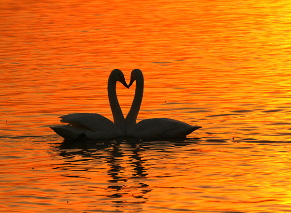 美麗的天鵝（8張）