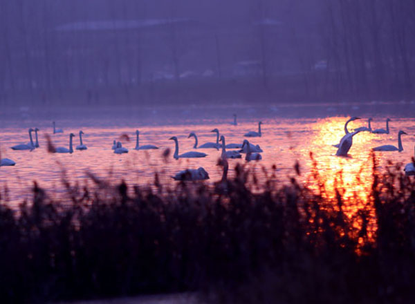 夢(mèng)幻天鵝湖（9張）