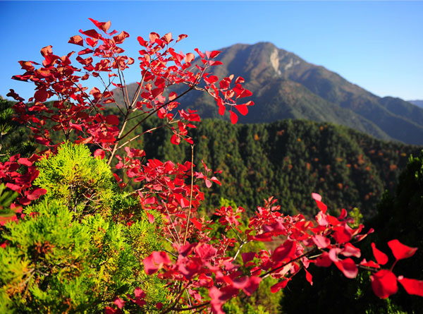 紅葉舞秋山（5張）