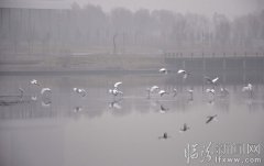 白鷺飛來舞翩躚（3張） 