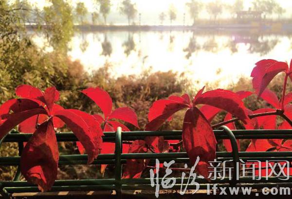 臨汾:汾河秋日美
