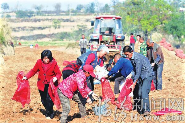 堯都區(qū)賀家莊:我家的“生地”今年又是個(gè)好收成