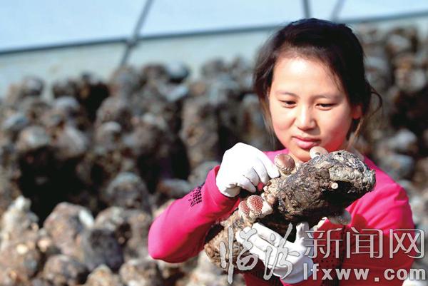 堯都區(qū)縣底鎮(zhèn)黃寺頭村利用大棚大量改種的香菇獲豐收