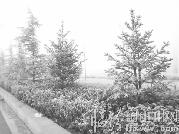 臨汾:汾河沿岸景觀樹(shù)林掛冰晶 霾下好風(fēng)景
