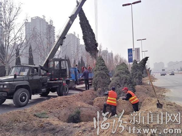 臨汾市城市綠化二隊(duì)進(jìn)行苗木移植