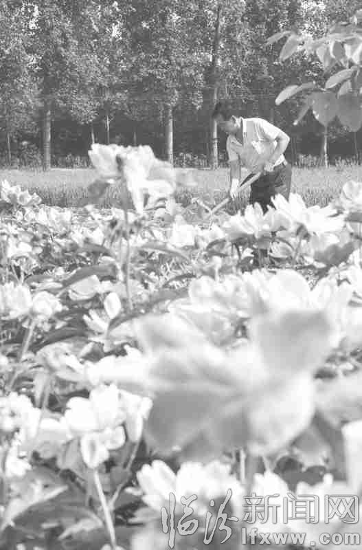 臨汾:芍藥花香沁人心脾
