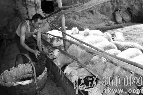 霍州市積極倡導(dǎo)生態(tài)養(yǎng)殖大力發(fā)展家庭畜牧場