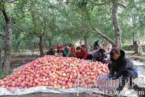 霍州:蘋果豐收果農(nóng)樂